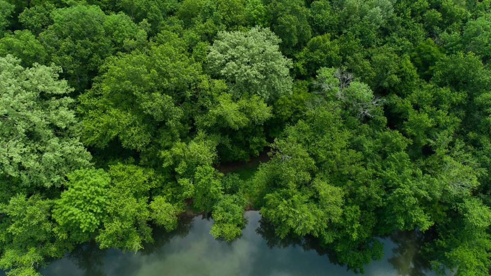 Tennessee countryside from a drone. Bright green hardwood trees with a meandering and reflective river going through them