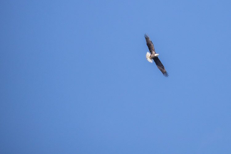 Bald Eagle soaring in the clear blue sky, it's white head and dark wings clearly superimposed
