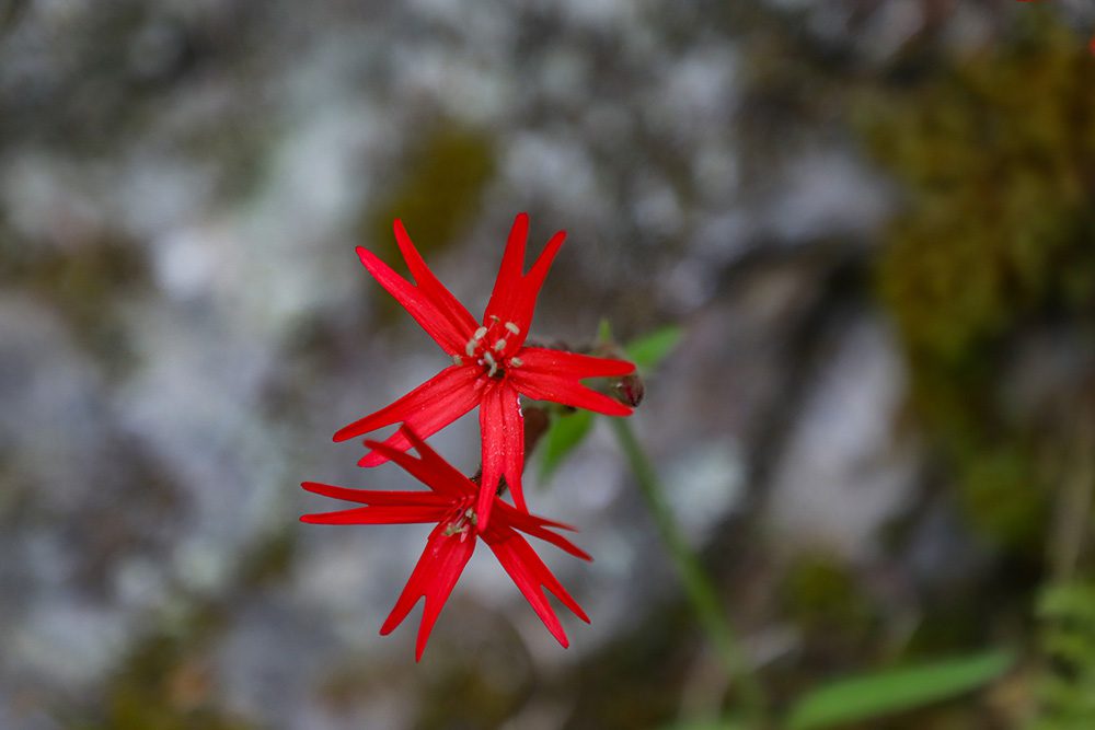 Red, star-shaped wildflowers with a blurred background